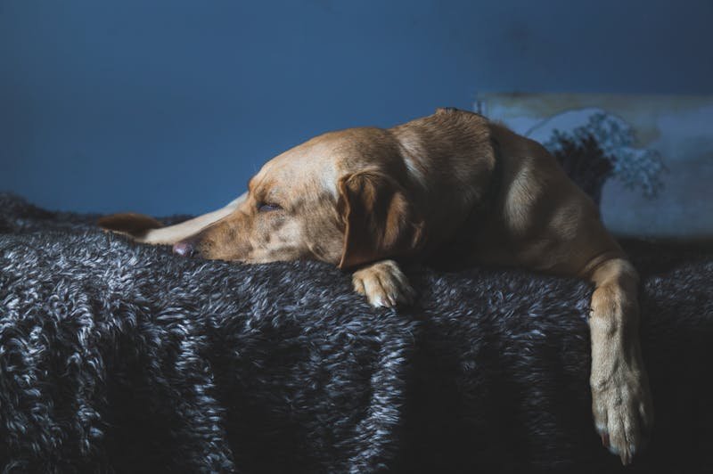 Comfortable dog resting on bed at boarding facility in Maryville TN