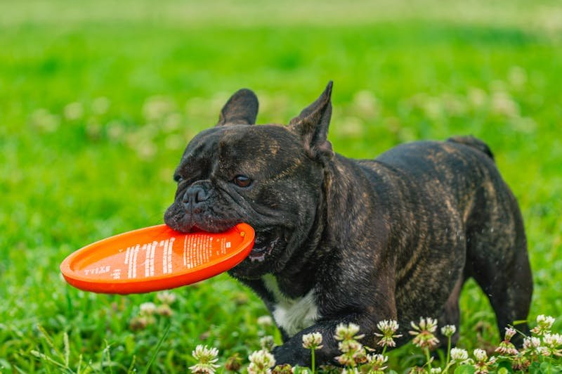 Tired dogs resting peacefully after daycare playtime in Maryville TN