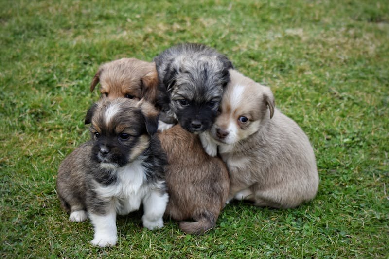Group of dogs playing together at a supervised daycare facility