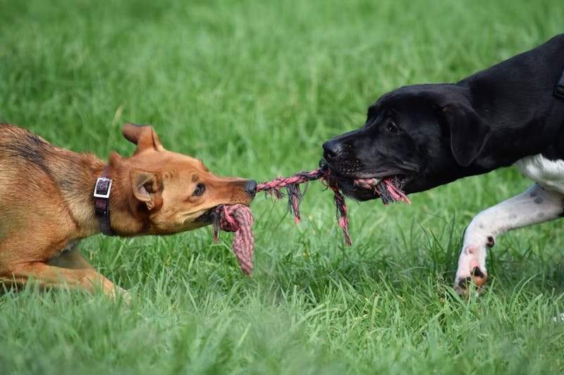 Happy dogs playing at a dog boarding facility in Maryville TN