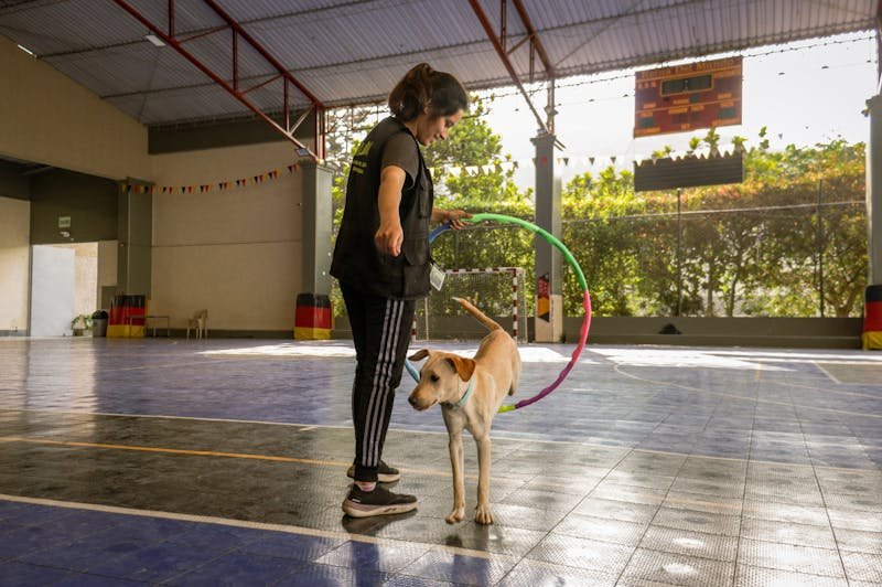 Dog jumping through hoop during indoor enrichment activity at daycare