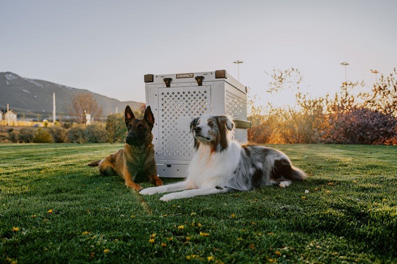 Maddie Van Fleet with German Shepherd at Paws & Applause facility in Maryville TN