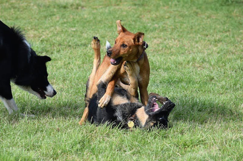 Young puppies playing together safely during socialization class in Maryville TN