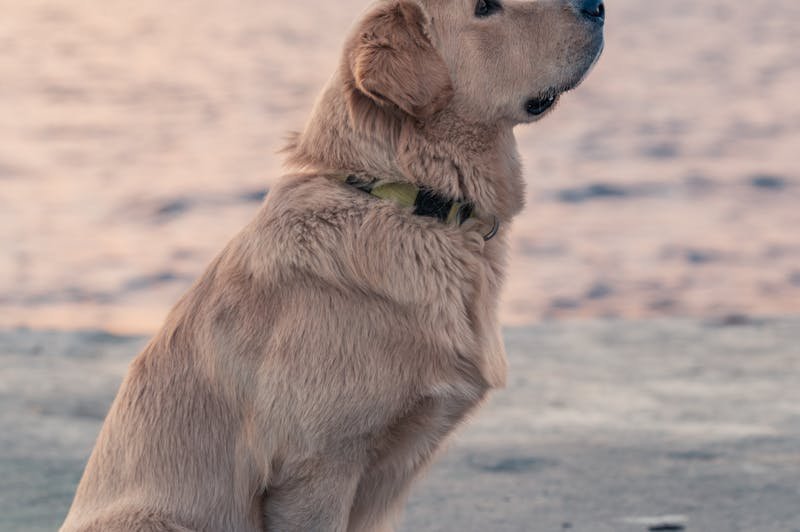 Well-trained dog demonstrating perfect heel position using NePoPo methods in Maryville TN