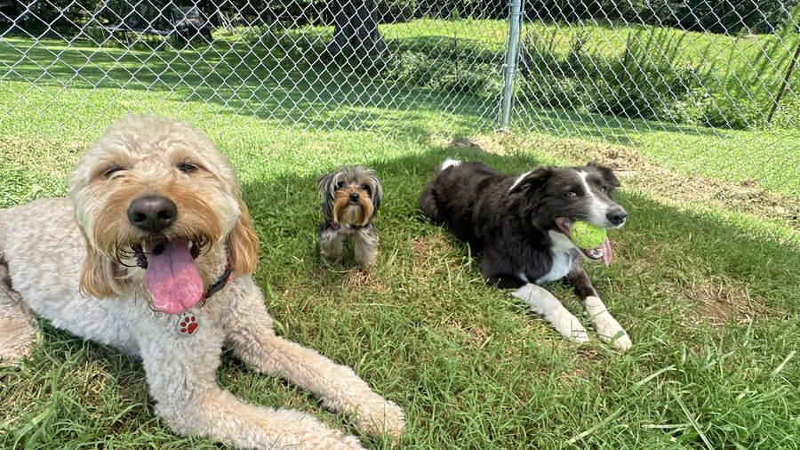 Dogs playing at daycare in Maryville TN